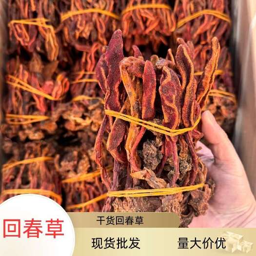 昆明回春草1kg散装多种规格现货直批正品回春草量大价优捆把回春草
