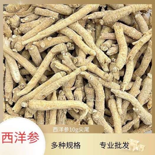 昆明现货批发山东西洋参尖尾10g整只规格