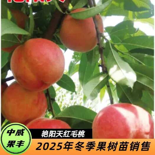 平顶山艳阳天红毛桃 7月上旬成熟 果面鲜红透亮果肉细腻