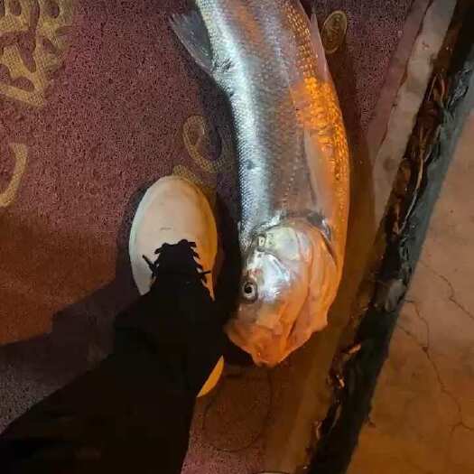 冰鲜钓翘嘴