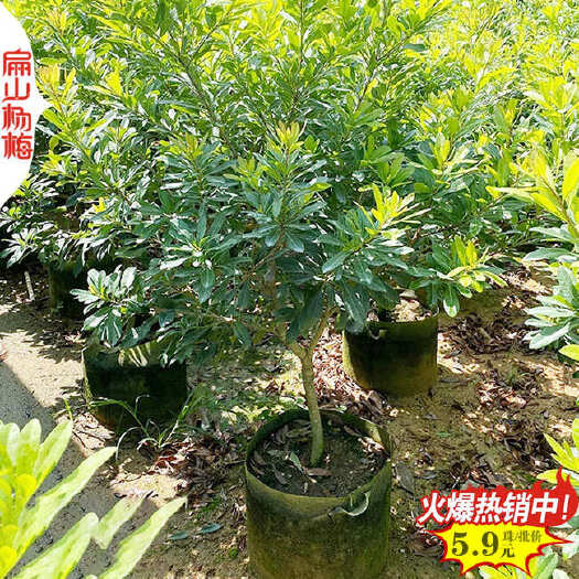 武夷山市南平晚熟迟熟东魁软丝硬丝杨梅小杯苗高30-40-50CM