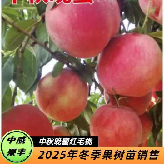 平顶山中秋晚蜜红毛桃9月上中旬成熟熟后40天不软不落摘下15天不烂