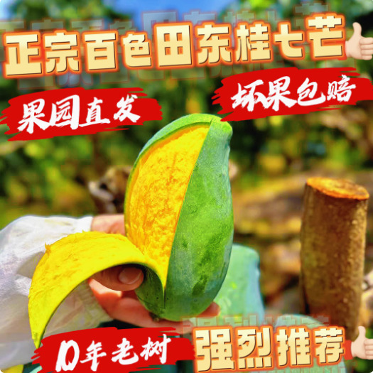 田东县广西百色田东桂七芒新鲜现摘果园直发礼盒装当季热带整箱包邮批发