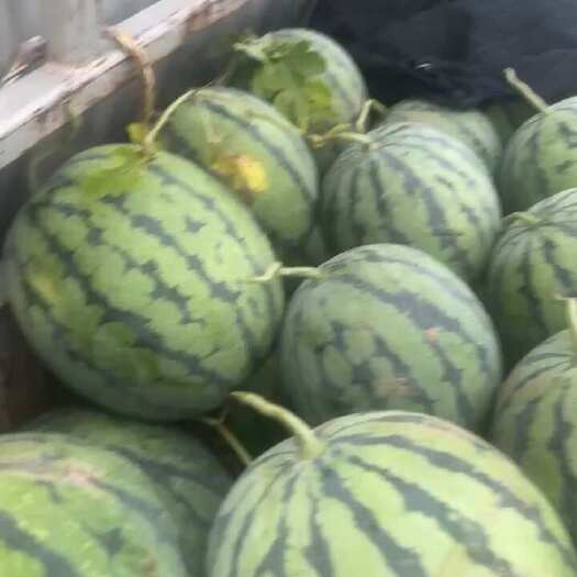北京京欣西瓜开园啦！大量出售！