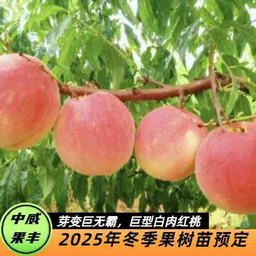 平顶山芽变巨无霸8月上中旬成熟不落果不用套袋子也能种出高品质桃树苗