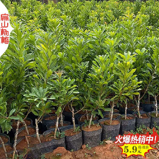 南靖县三明早梅福州变种 Fujian大果特早熟杨梅苗批发高50CM