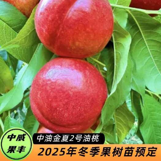 平顶山中油金夏2号7月中旬成熟  高亮度大果型黄肉油桃 肉质硬丰产