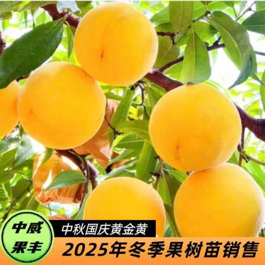 平顶山中秋国庆黄金黄9月上中旬成熟平顶带凹 不裂果没果绣 自花结实