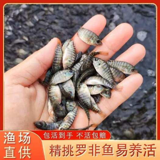 优质快大种罗非鱼苗  海南一号  脆肉罗非鱼苗  量大从优