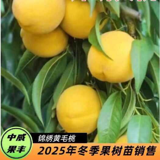 平顶山锦绣黄桃8月中下旬挂树期长 肉色金黄软中带硬甜多酸少 有香气