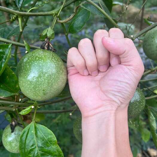 灵山县广西钦州灵山百香果