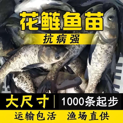 开平市大头鱼鱼苗  花鲢鱼苗  鱼场直供量大  自养自销