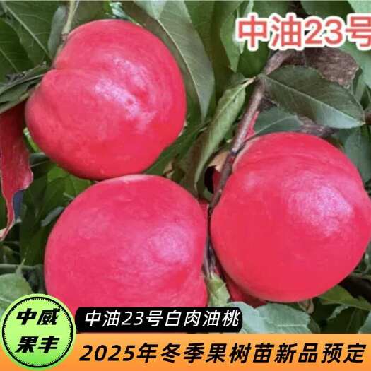 平顶山中油23号8月上旬成熟果肉乳白套袋后白皮白肉晚熟大果奶油油桃