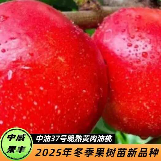 中油37号中晚熟黄肉油桃 7月中下旬成熟 口感脆甜自花授粉