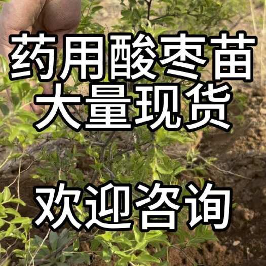 枣庄枣树苗酸枣苗实生裸根苗适用全国种植快递发货一件包邮