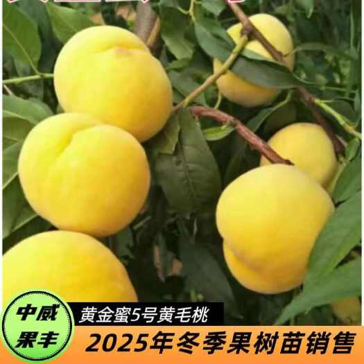 平顶山黄金蜜5号8月下中旬成熟大果型含糖高 风味浓甜 挂树期长丰产