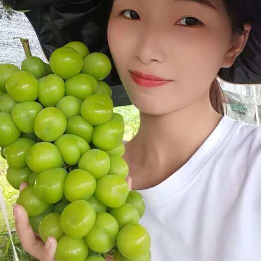 阳光玫瑰