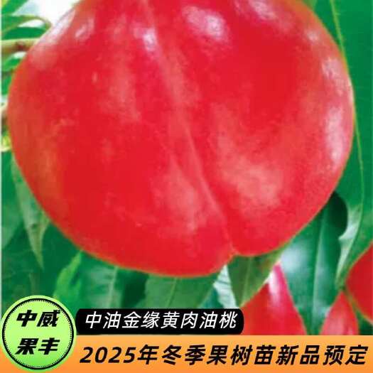 平顶山中油金缘7月下旬成熟 果型圆 平顶 风味浓甜 货架期长桃树苗
