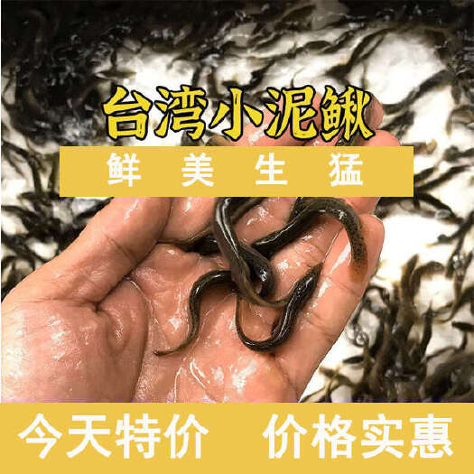 泥鳅苗鲜活泥鳅苗  量大长期供应  放生养殖活体饲料等