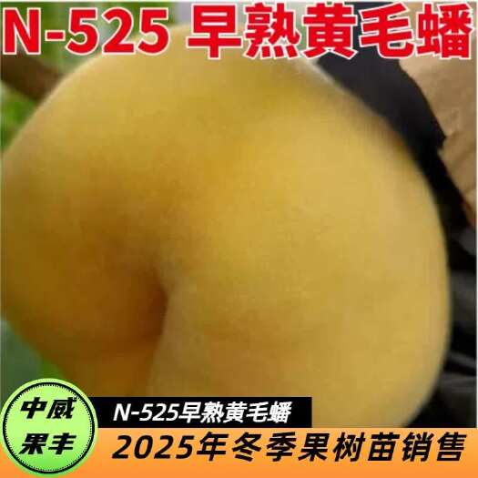 平顶山中威N-525早熟黄毛蟠 5月底6月初成熟 无裂果浓甜多汁