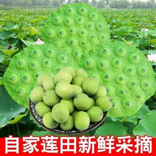 【现摘现发】一件代发水果莲蓬新鲜现摘当季莲子应季大个莲蓬