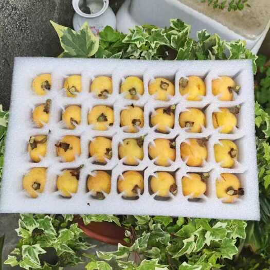 苏州东山白玉白沙枇杷批发零售价格全国包邮