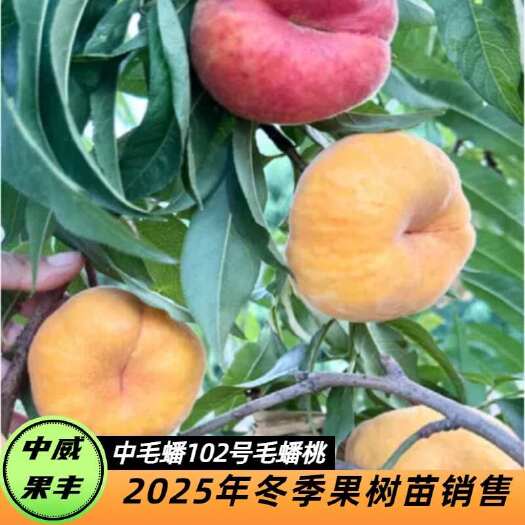 平顶山中蟠102毛蟠桃 6月中下旬 浓香浓甜果面鲜黄艳丽