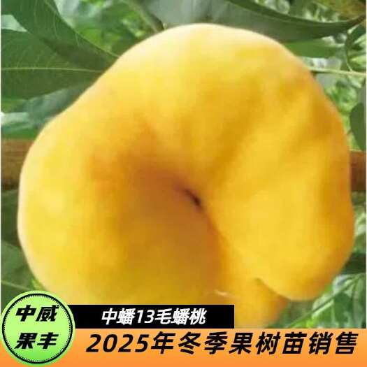 平顶山中蟠13号毛蟠桃 7月初成熟 果肉细腻香甜丰产稳产