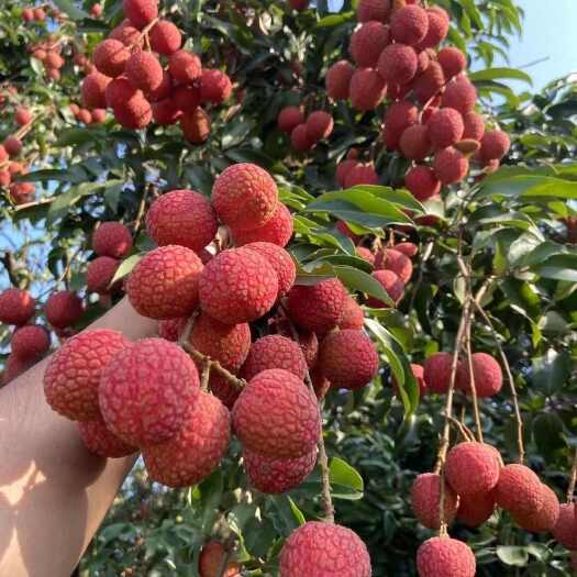 梧桂味荔枝 产地直发 电商果 鲜红果面 有核cm起