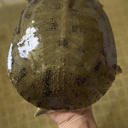 沙鳖