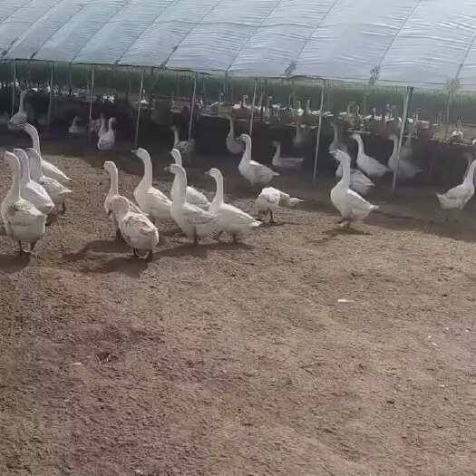 300天以上绿色喂养大鹅，肉质紧实，可批发，可零售