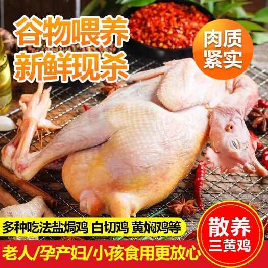 佛山农家散养土鸡三黄鸡新鲜活杀笨鸡柴三黄鸡基地批发
