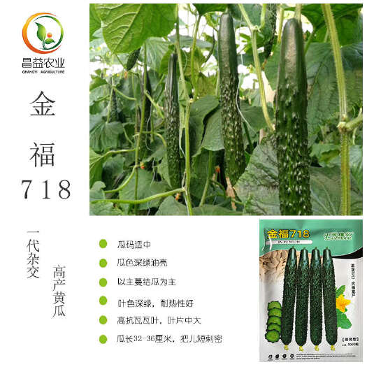 寿光市金福718黄瓜种子耐热高抗瓦瓦叶抗病油亮型绿肉黄瓜大青瓜种子
