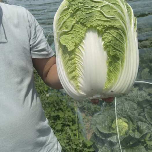 沽源县坝上精品黄芯大白菜