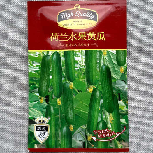 建瓯市荷兰水果黄瓜种子 全雌 无刺短棒 节节有瓜 清香脆甜