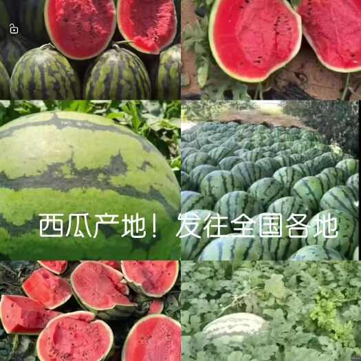 新民市精选西瓜甜王西瓜薄皮有籽新鲜产地批发电商超市