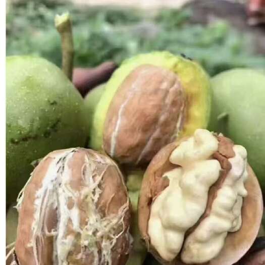 盐源县绿皮核桃鲜核桃一手货源大量上市