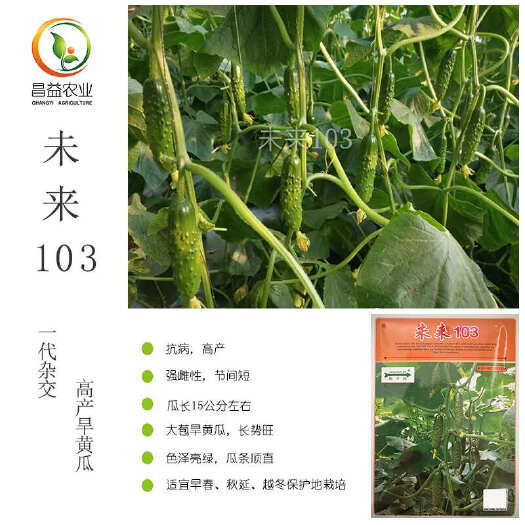 未来103旱黄瓜种籽孑 新干线水果旱黄瓜油亮大刺口感青瓜黄瓜