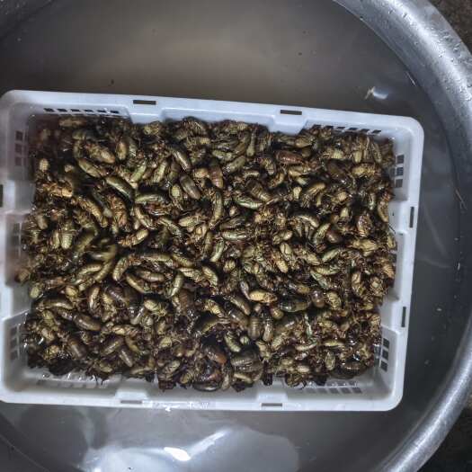 宜宾金蝉鲜活虫类禽畜肉蛋批发
