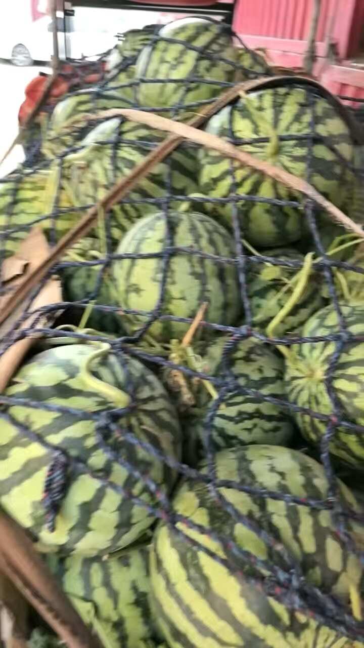 通许县河南开封西瓜，有籽美都，无籽金花，大量有货