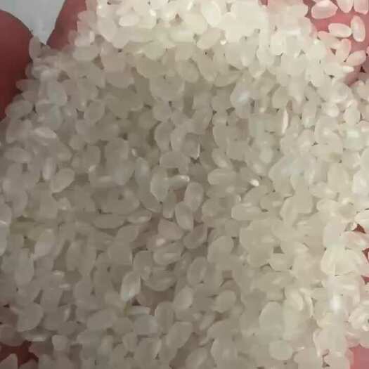 庆安县东北珍珠圆粒米，一级标准，明显低价，免预付款，每日100吨