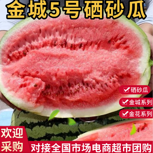 中宁县金城5号硒砂瓜石头瓜皮薄脆甜全国发货商超、社区团购及生鲜平台