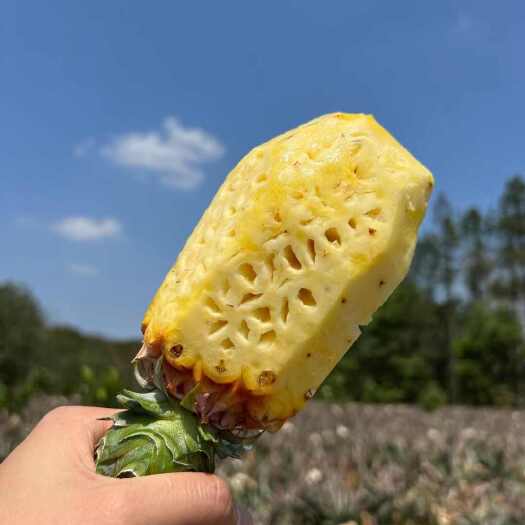龙州县广西甜蜜蜜凤梨 16号凤梨汁水充足口感香甜 果肉纤维少