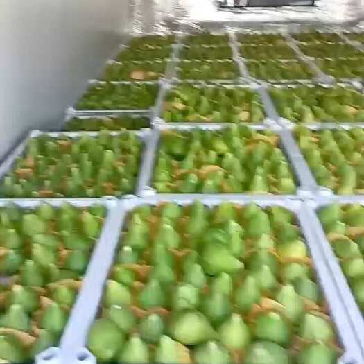 威海青皮无花果秋果大批量上市了 新鲜采摘 电商一件代发