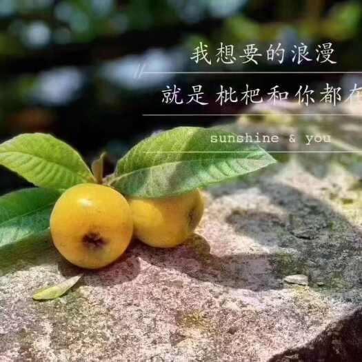 苏州苏州东山白玉枇杷多少钱一斤