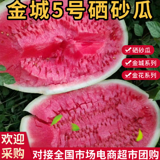 中宁县精选宁夏硒砂瓜 金城5号自古皮薄脆甜耐运输耐储存视频看货