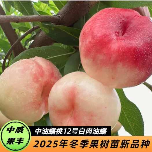 平顶山中油蟠桃12号白肉油蟠桃 5月底6月初成熟 风味脆甜后期蜜甜