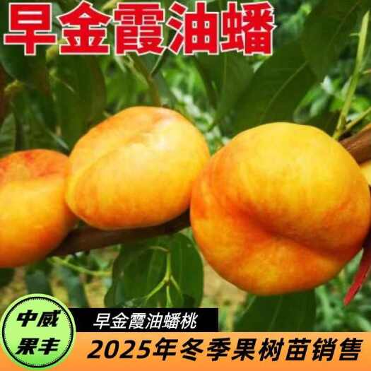 平顶山中威果丰早金霞油蟠6月中旬风味甜挂树期长口感佳无裂果