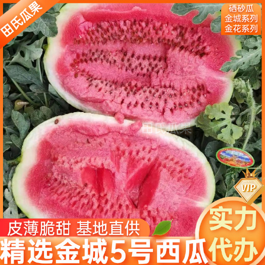 中宁县万亩基地金城5号西瓜全国发货电商超市团购市场视频看货诚信代