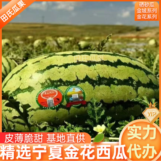 中宁县万亩基地金花西瓜硒砂瓜全国发货电商超市团购市场视频看货诚信代